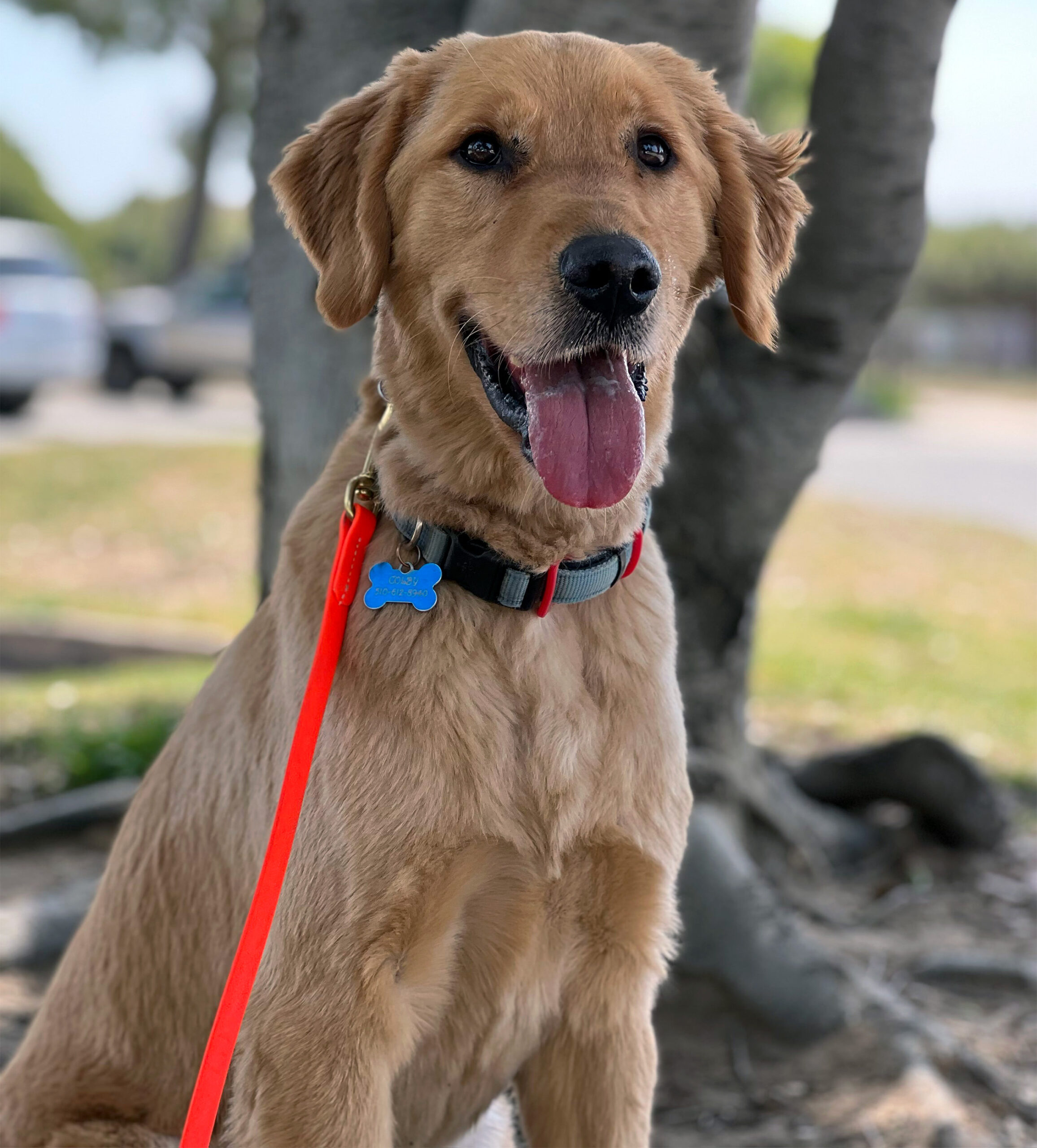 Colby, a Koru K9 Dog Client