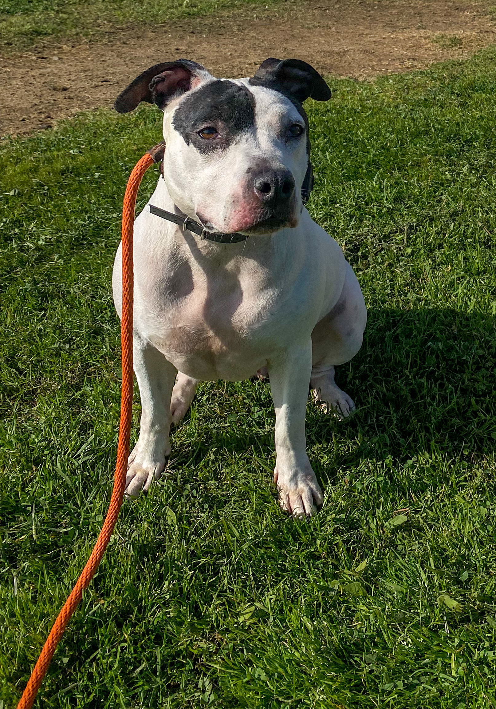 Rogue, a Dog That Went Through Koru K9s Dog Training Program