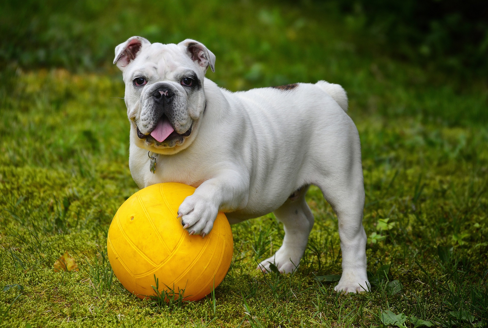 English Bulldog With Paw On Yellow Volleyball
