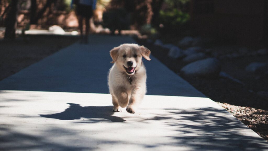 A Dog Running Down a Sidewalk