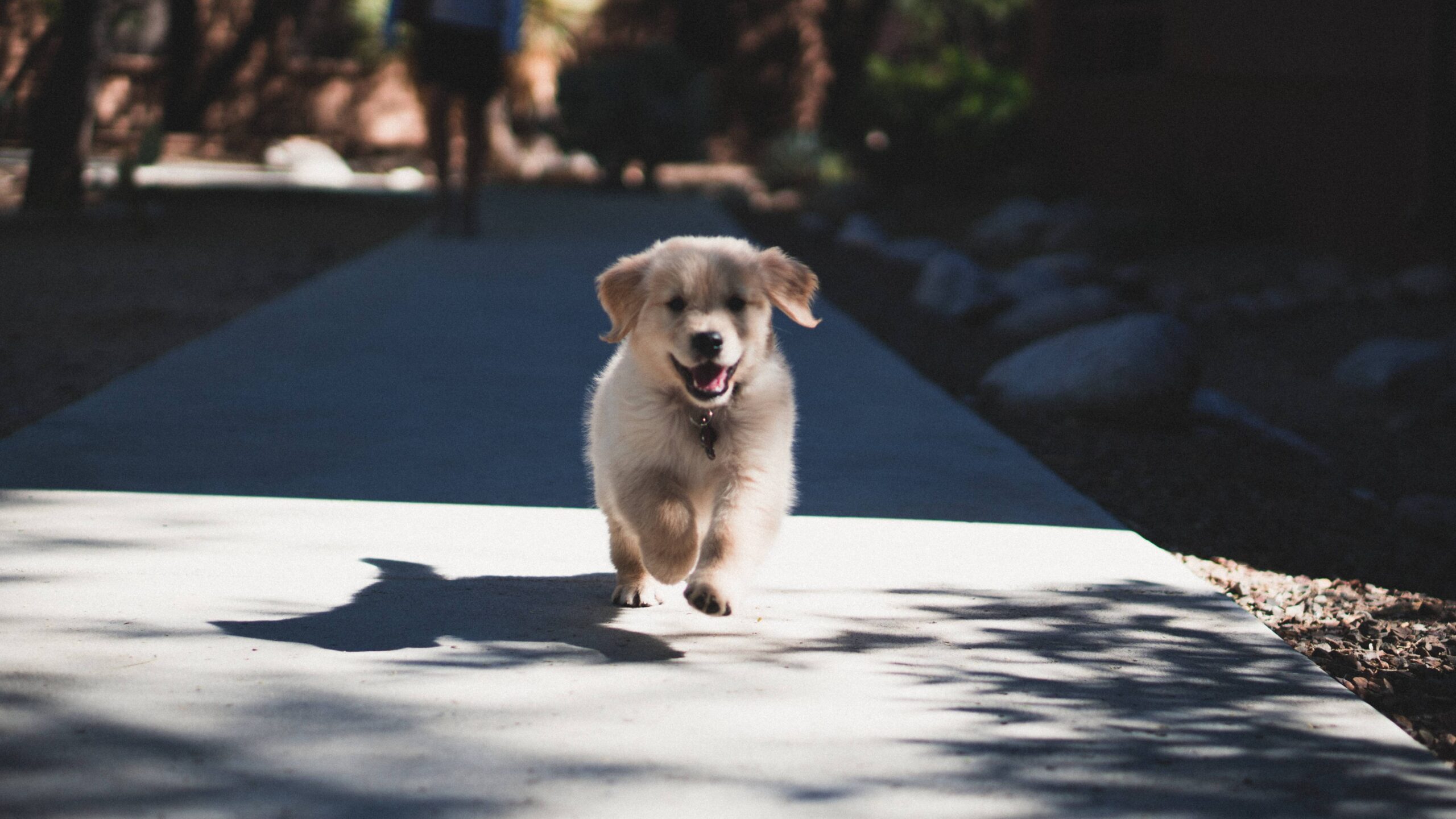 A Dog Running Down a Sidewalk
