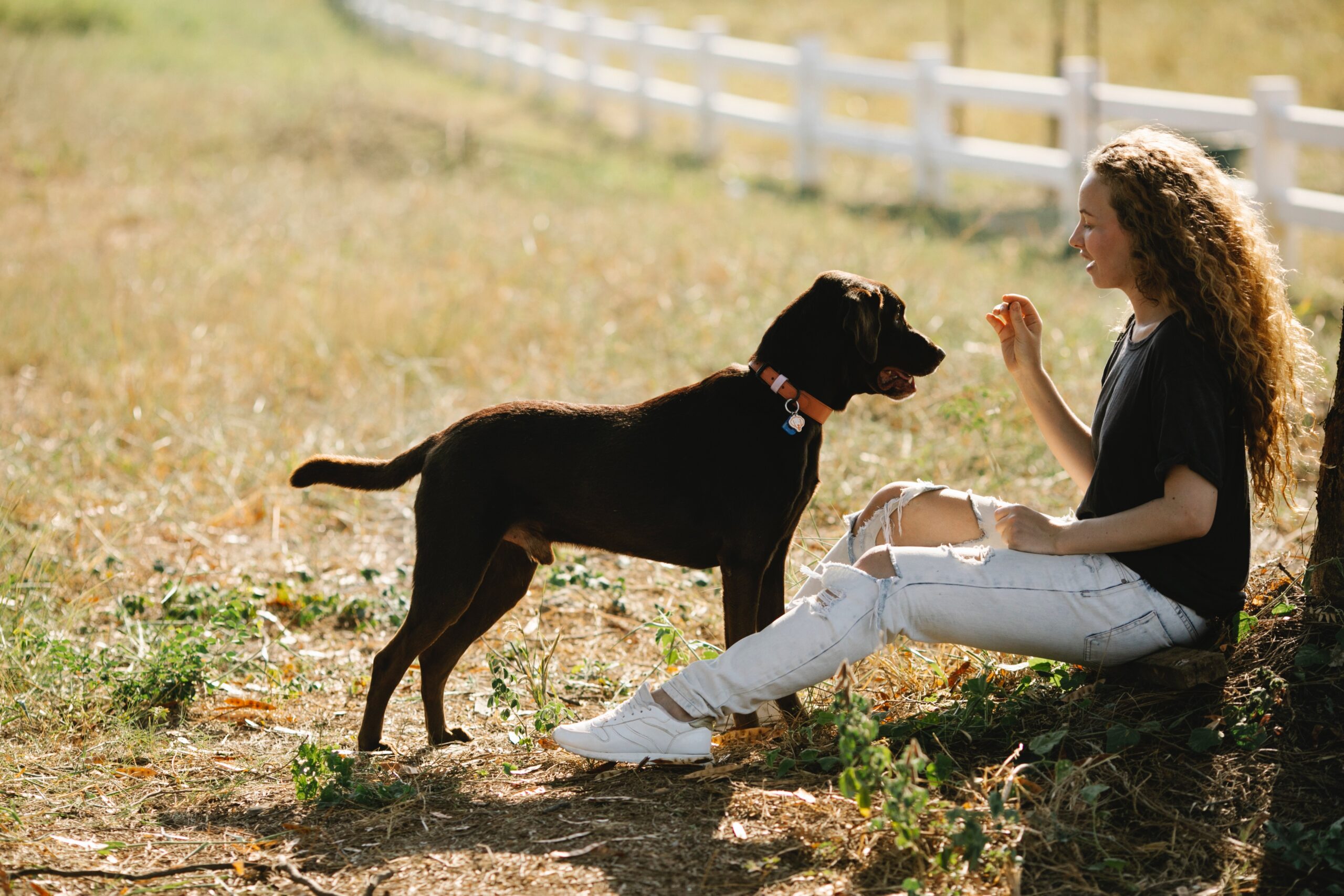 Positive Reinforcement vs Balanced Dog Training – PetsTEK