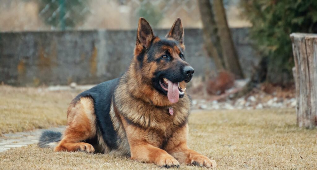 German Shepherd Lying In Brown Grass