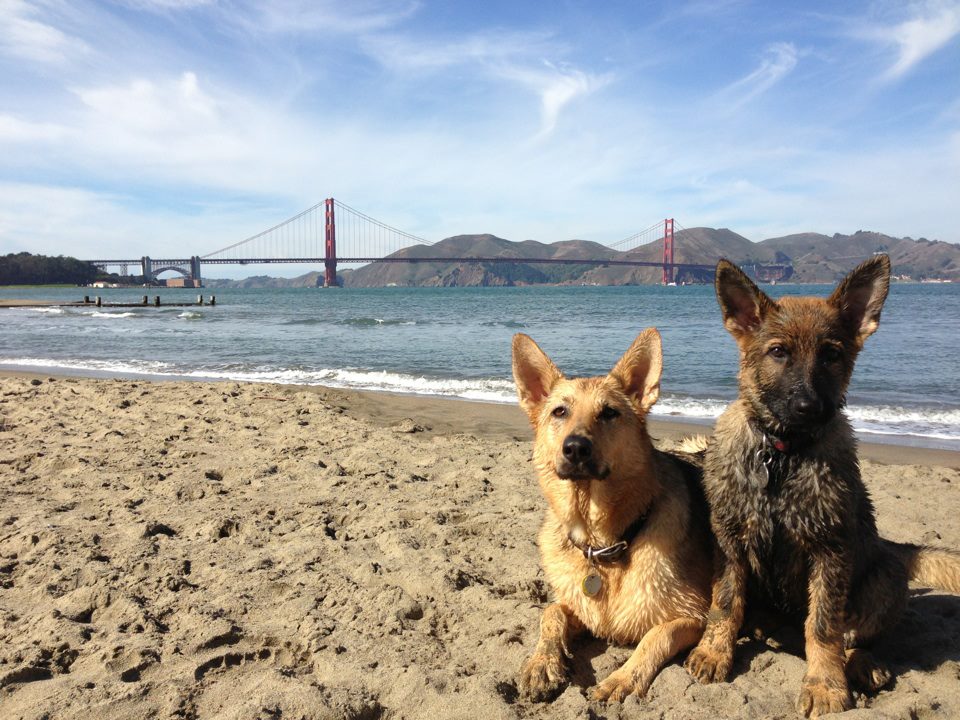 san francisco dog board & Train
