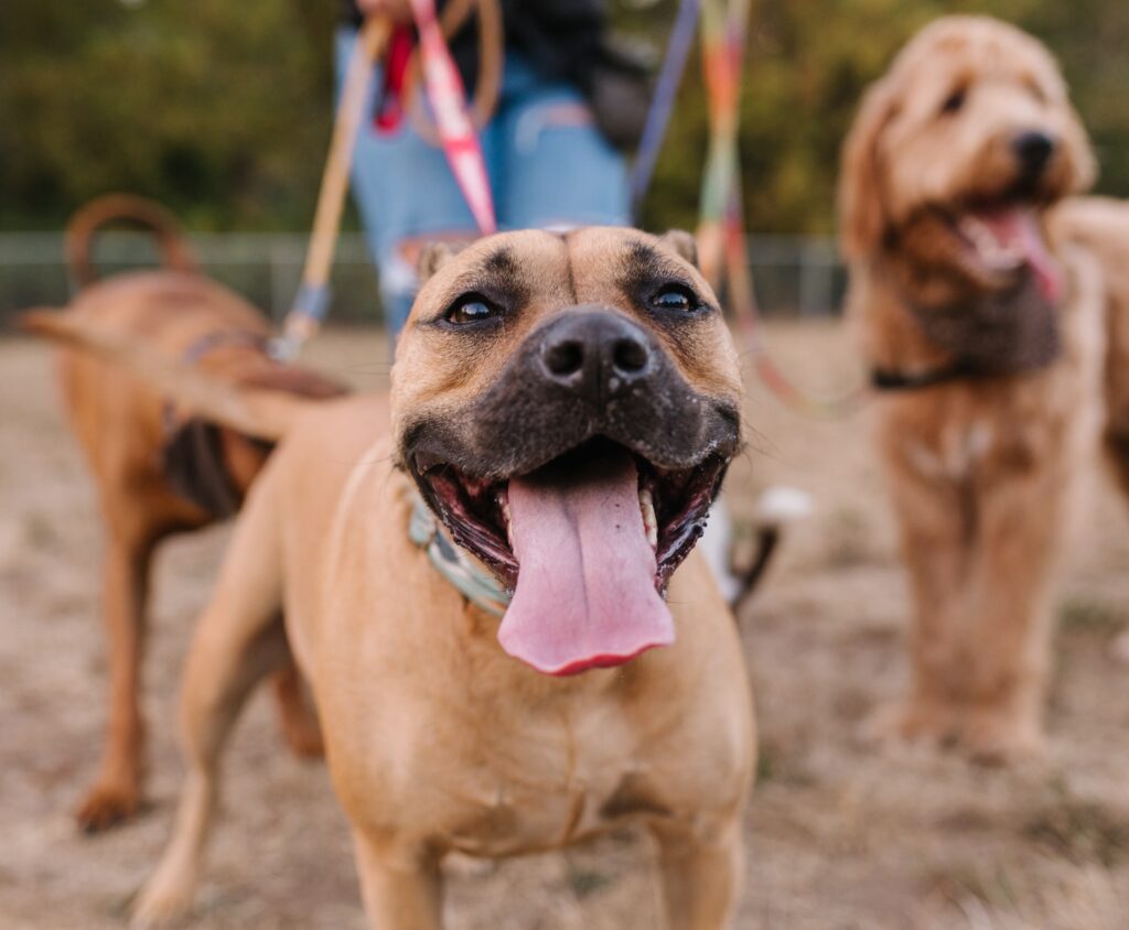rescue dog