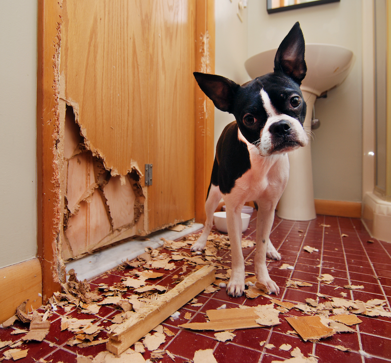dog with separation anxiety destroyed a door