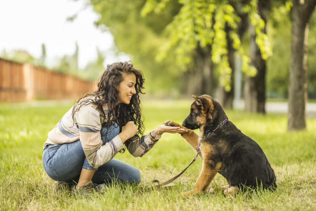 seattle puppy training