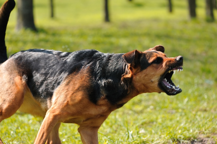 aggressive dog training seattle