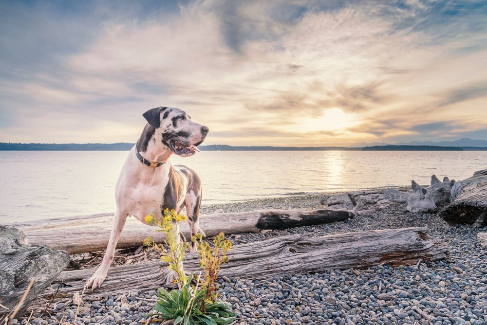 best dog trainer in seattle