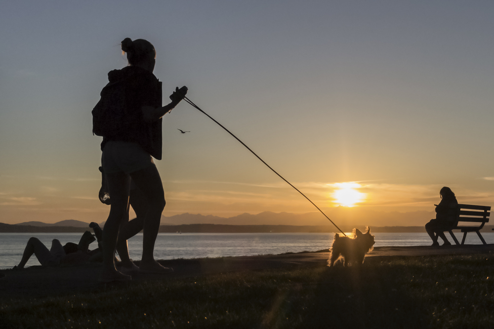 dog board and train program in seattle